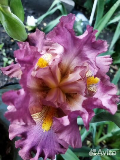 Цветы ирисы