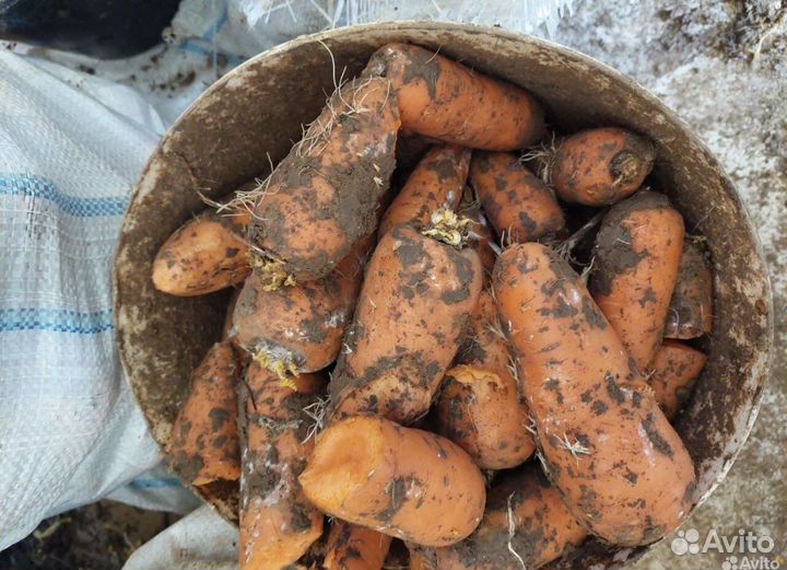 Морковь на корм животным