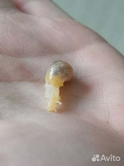 Улитята ахатины