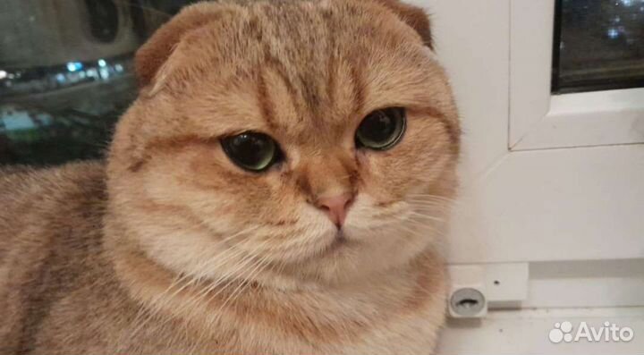 Шотландский кот вязка