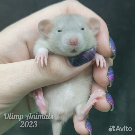 Крысята сиамские дамбо и черные