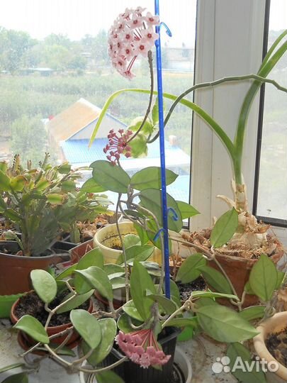 Домашние цветы