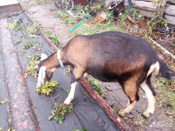 Козочки англо-нубийские