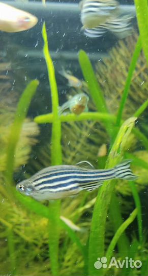 Анциструс,данио,наяс