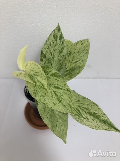 Сциндапсус марбл квин