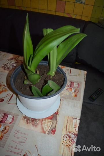 Редкие комнатные растения