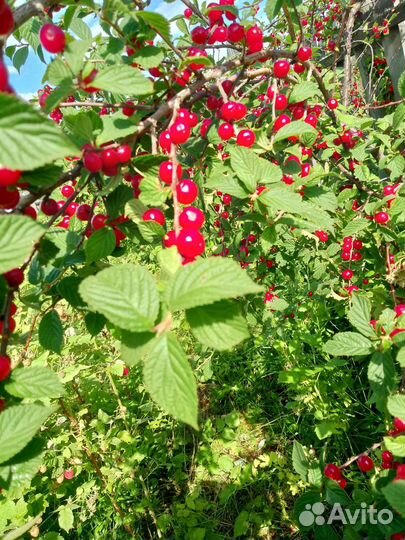 Вишня войлочная