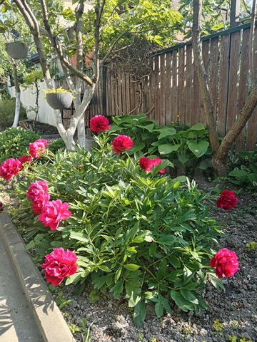 Дом 50 м² на участке 3 сот.