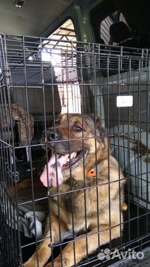 Перевозки Людей, животных, грузов