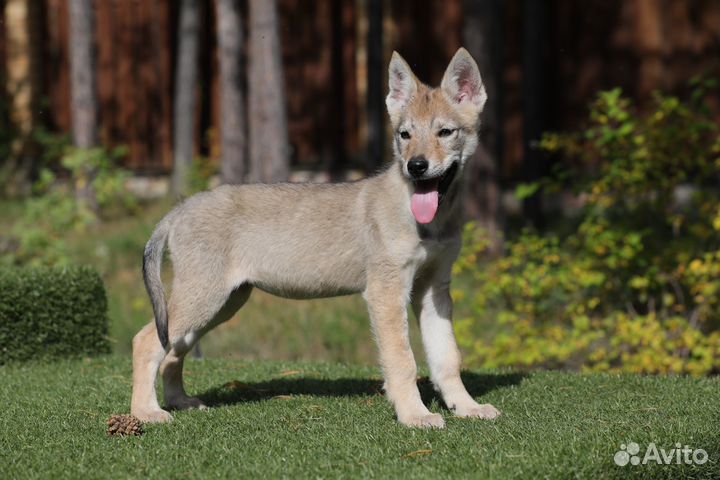 Чехословацкий влчак