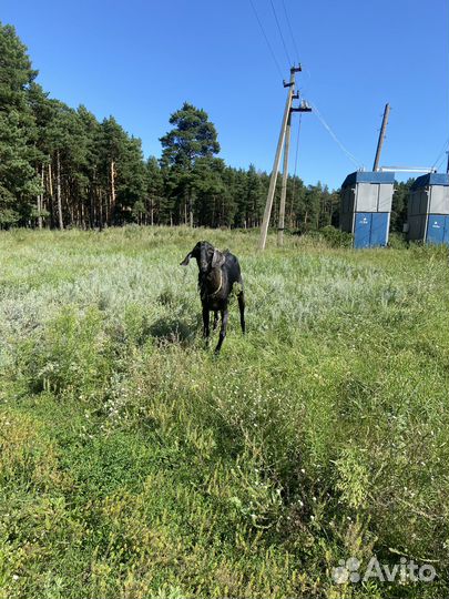 Коза и козел нубийской породы