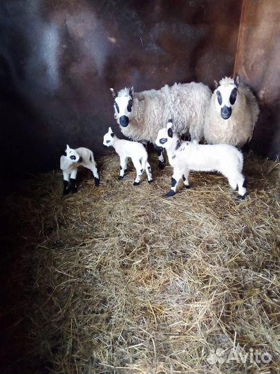 Камерунская овца, керри хил