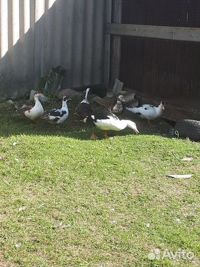 Молодые утки