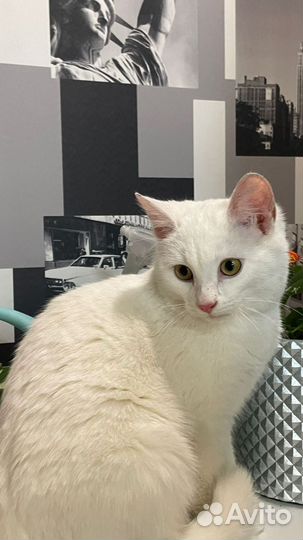 Кошка в дар