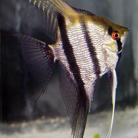 Скалярия Зебра бриллиантовая (Pterophyllum zebra