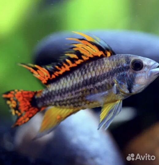 Аквариумные Рыбки