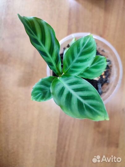 Калатея Зебрина, Макояна, Лансифолия, Нетворк