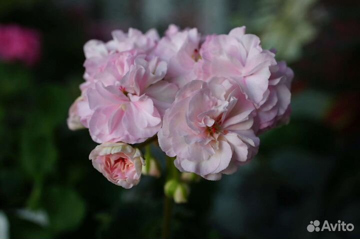 Пеларгония герань