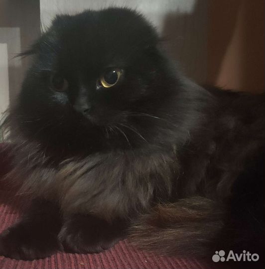 От шотландской вислоухой котята в дар