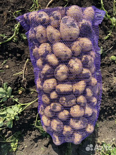 Картофель второй урожай 2023