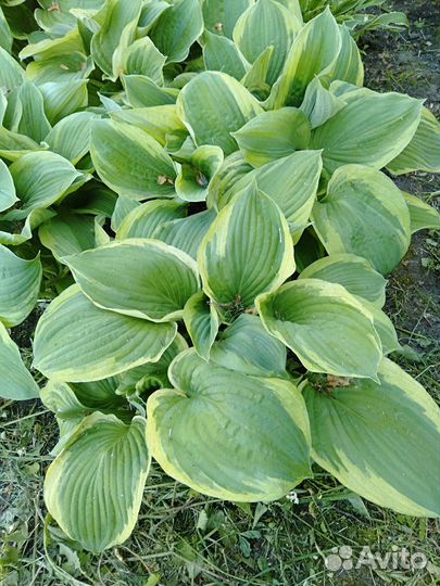 Хоста крупная, клубника Диана,клубника Полка
