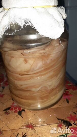 Чайный гриб 