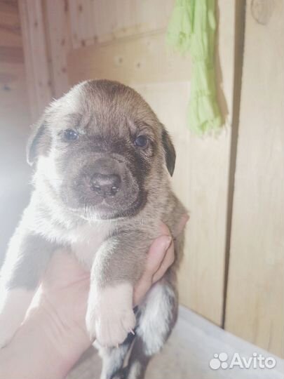 Отдам бесплатно