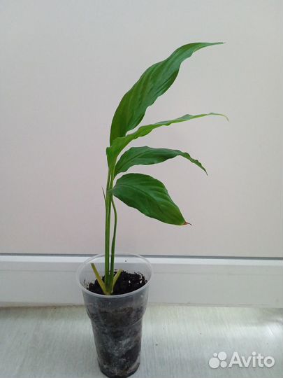 Цветок Спатифиллум Женское счастье