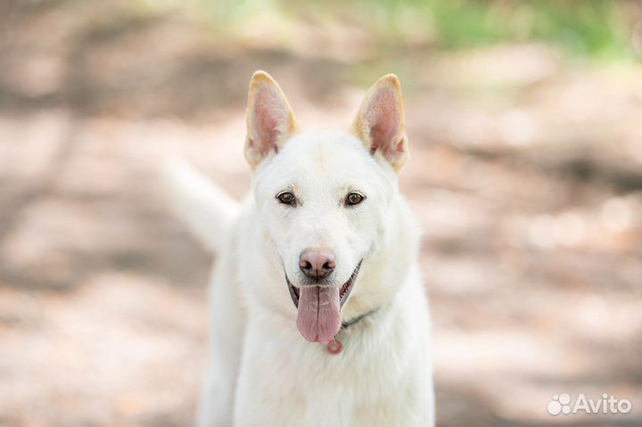 Вольт ищет дом