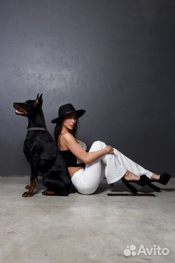 Доберман для фотосессии