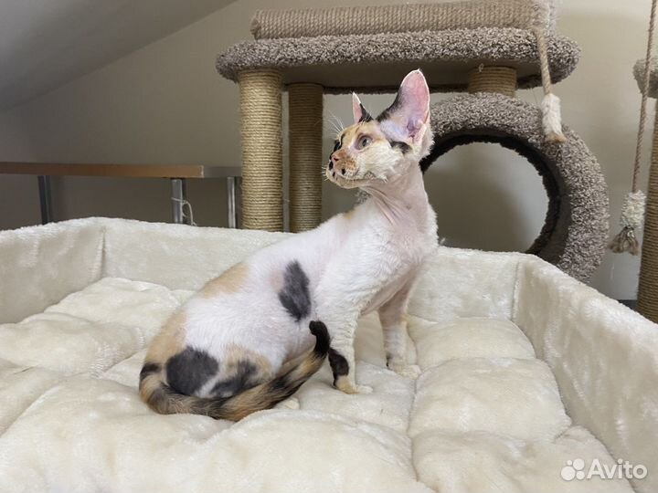 Девон рекс калико кошка