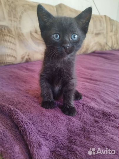 Котенок. Мальчик