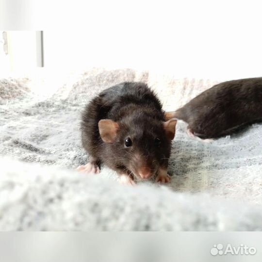 Крысы, крысята дамбо и стандарт