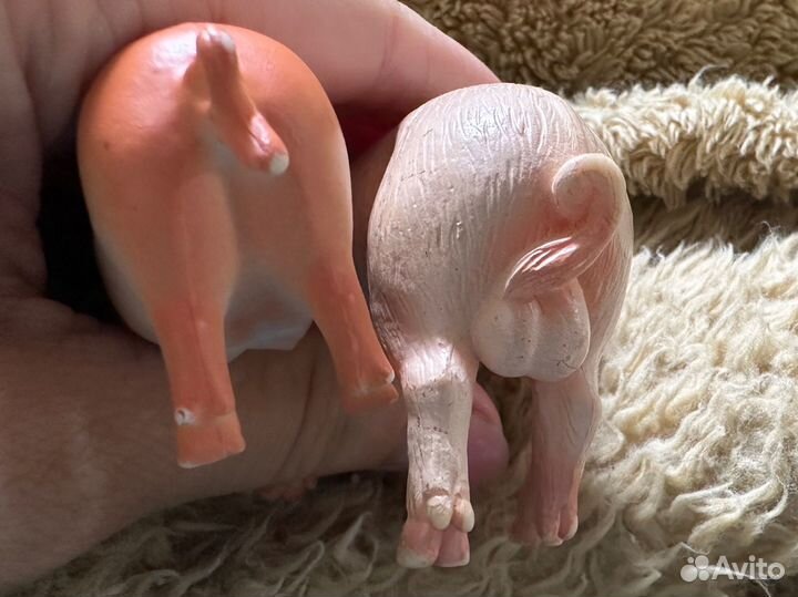 Свинья и хряк (свин)