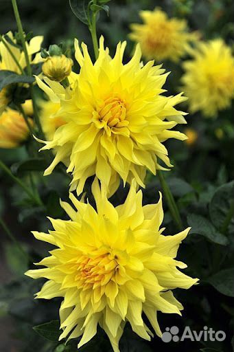 Георгин, Колокольчик многолетний