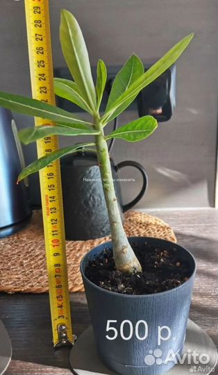 Искусственные цветы 2 шт