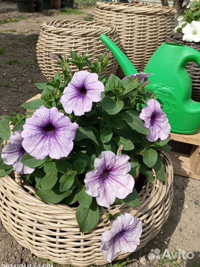 Ампельная и каскадная петуния
