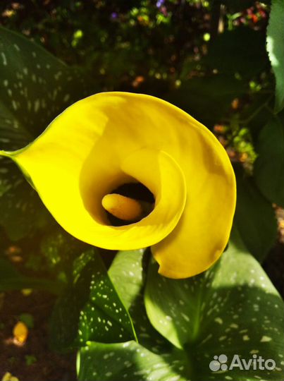 Садовые цветы и растения