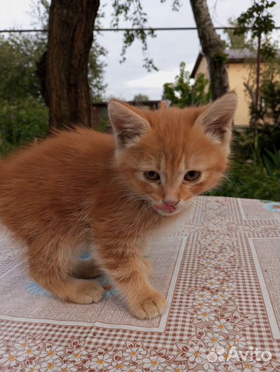Котик в добрые руки