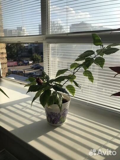 Живые цветы в горшках