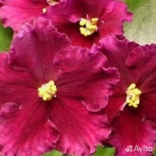 Фиалка Несс Ред Вельвет