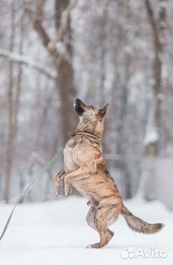 Тигровый красавец