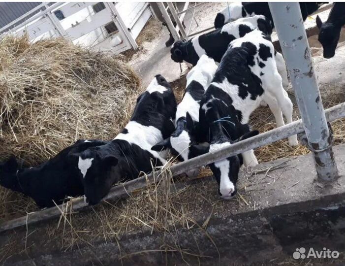 Бычки,телята