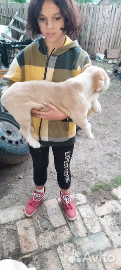 Щенки алабая