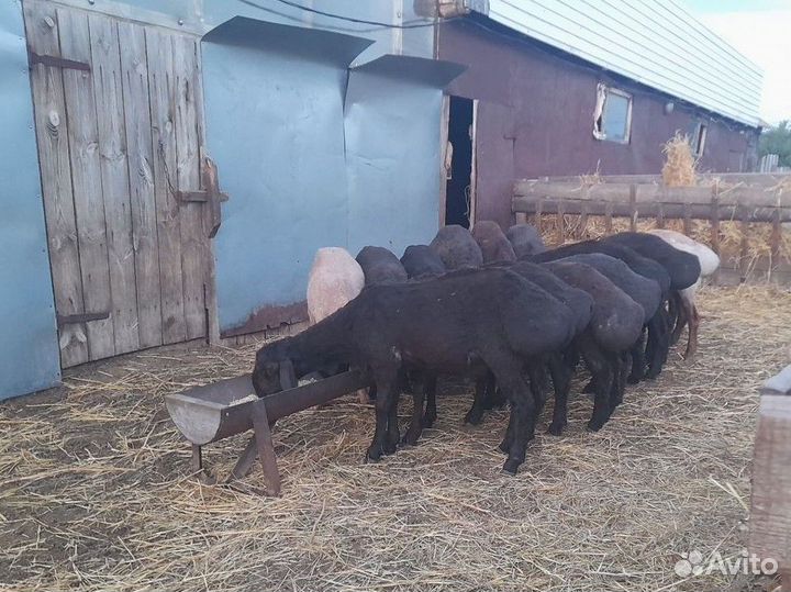 Бараны чистокровные эдильбаевской породы