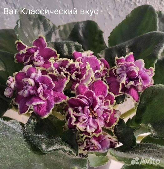 Черенки фиалки на срез