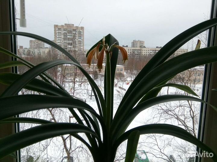 Кливия Гардена,традесканция, хойя