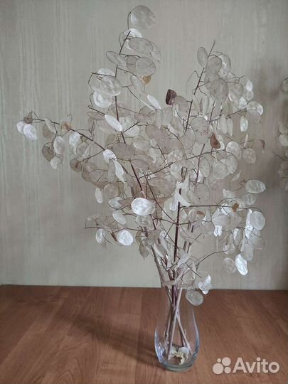 Лунария (лунник) сухоцвет букет