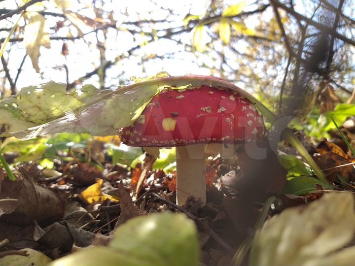 Участок 10,44 га (СНТ, ДНП)