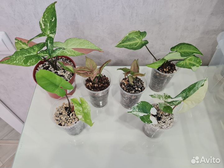 Монстеры, сингониумы, филодендроны, сциндапсусы